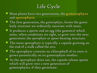 Life Cycle
   Moss plants have two generations, the gametophyte
    and sporophyte .
   The first generation, the gametophyte, forms the green
    leafy structure we ordinarily associate with moss.
   It produces a sperm and an egg (the gametes) which
    unite, when conditions are right, to grow into the next
    generation: the sporophyte or spore-bearing structure.
   The moss sporophyte is typically a capsule growing on
    the end of a stalk called the seta.
   The sporophyte contains no chlorophyll of its own: it
    grows parasitically on its gametophyte mother.
   As the sporophyte dries out, the capsule release spores
    which will grow into a new generation of
    gametophytes, if they germinate.
 