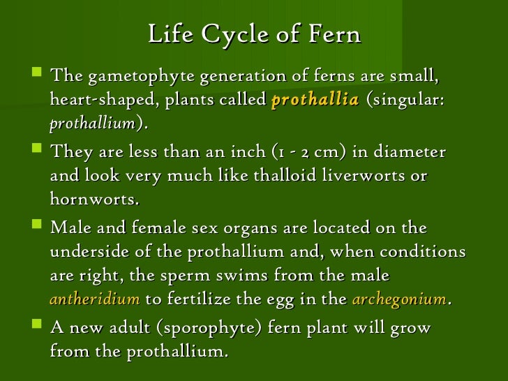 plant classification a species designation should always include the genus