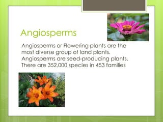 Plant classification | PPTX