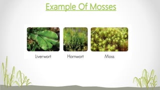 Plant classification | PPTX