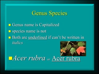 Genus Species
„ Genus name is Capitalized
„ species name is not
„ Both are underlined if can’t be written in
italics
„Acer rubra or Acer rubra
 