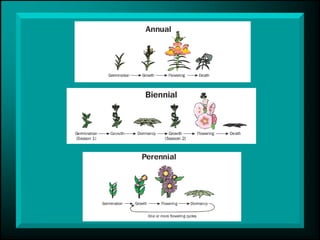 Plant Classification.pdf