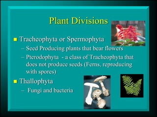 Plant Divisions
„ Tracheophyta or Spermophyta
– Seed Producing plants that bear flowers
– Pterodophyta - a class of Tracheophyta that
does not produce seeds (Ferns, reproducing
with spores)
„ Thallophyta
– Fungi and bacteria
 