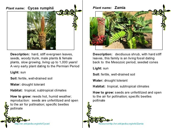 Plant classification LAB students categorize plants based
