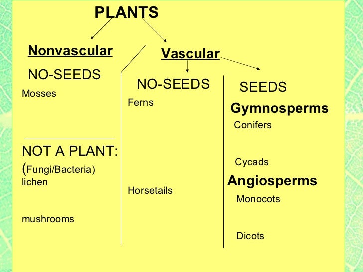 plant classification lab students categorize plants based on physic plant classification chart
