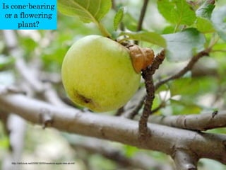 Plant Classification Quiz | PPT