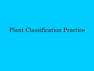 Plant Classification Practice 