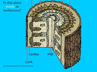 Plant Classification Quiz Key | PPT