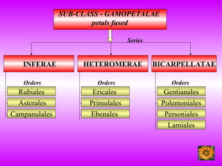 SUB-CLASS - GAMOPETALAE
petals fused
INFERAE HETEROMERAE BICARPELLATAE
Rubiales
Asterales
Campanulales
Ericales
Primulales
Ebenales
Gentianales
Polemoniales
Personiales
Lamiales
Orders Orders Orders
Series
 