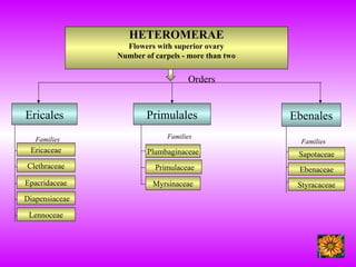 HETEROMERAE
Flowers with superior ovary
Number of carpels - more than two
Ebenales
Families
Sapotaceae
Ebenaceae
Styracaceae
Primulales
Families
Plumbaginaceae
Primulaceae
Myrsinaceae
Ericales
Families
Ericaceae
Clethraceae
Epacridaceae
Diapensiaceae
Lennoceae
Orders
 