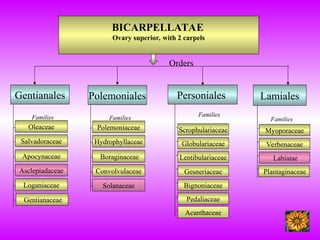 BICARPELLATAE
Ovary superior, with 2 carpels
Lamiales
Families
Myoporaceae
Verbenaceae
Labiatae
Personiales
Families
Gentianales
Families
Oleaceae
Salvadoraceae
Apocynaceae
Asclepiadaceae
Loganiaceae
Polemoniales
Families
Polemoniaceae
Hydrophyllaceae
Boraginaceae
Convolvulaceae
Solanaceae
Gentianaceae
Scrophulariaceae
Globulariaceae
Lentibulariaceae
Gesneriaceae
Bignoniaceae
Pedaliaceae
Acanthaceae
Plantaginaceae
Orders
 