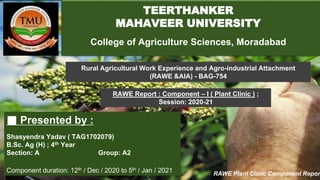 ■ Presented by :
Shasyendra Yadav ( TAG1702079)
B.Sc. Ag (H) ; 4th Year
Section: A Group: A2
Component duration: 12th / Dec / 2020 to 5th / Jan / 2021
TEERTHANKER
MAHAVEER UNIVERSITY
College of Agriculture Sciences, Moradabad
Rural Agricultural Work Experience and Agro-industrial Attachment
(RAWE &AIA) - BAG-754
RAWE Report : Component – I ( Plant Clinic ) ;
Session: 2020-21
RAWE Plant Clinic Component Report
 