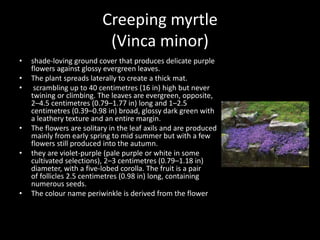 Creeping myrtle
(Vinca minor)
• shade-loving ground cover that produces delicate purple
flowers against glossy evergreen leaves.
• The plant spreads laterally to create a thick mat.
• scrambling up to 40 centimetres (16 in) high but never
twining or climbing. The leaves are evergreen, opposite,
2–4.5 centimetres (0.79–1.77 in) long and 1–2.5
centimetres (0.39–0.98 in) broad, glossy dark green with
a leathery texture and an entire margin.
• The flowers are solitary in the leaf axils and are produced
mainly from early spring to mid summer but with a few
flowers still produced into the autumn.
• they are violet-purple (pale purple or white in some
cultivated selections), 2–3 centimetres (0.79–1.18 in)
diameter, with a five-lobed corolla. The fruit is a pair
of follicles 2.5 centimetres (0.98 in) long, containing
numerous seeds.
• The colour name periwinkle is derived from the flower
 