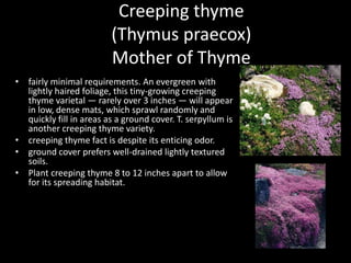 Creeping thyme
(Thymus praecox)
Mother of Thyme
• fairly minimal requirements. An evergreen with
lightly haired foliage, this tiny-growing creeping
thyme varietal — rarely over 3 inches — will appear
in low, dense mats, which sprawl randomly and
quickly fill in areas as a ground cover. T. serpyllum is
another creeping thyme variety.
• creeping thyme fact is despite its enticing odor.
• ground cover prefers well-drained lightly textured
soils.
• Plant creeping thyme 8 to 12 inches apart to allow
for its spreading habitat.
 