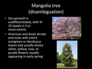 Mangolia tree
(disambiguation)
• the perianth is
undifferentiated, with 9–
15 tepals in 3 or
more whorls.
• American and Asian shrubs
and trees with entire
evergreen or deciduous
leaves and usually showy
white, yellow, rose, or
purple flowers usually
appearing in early spring
 