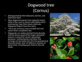 Dogwood tree
(Cornus)
• distinguished by their blossoms, berries, and
distinctive bark.
• Most dogwood species have opposite leaves,
while a few, such as Cornus alternifolia and C.
controversa, have their leaves alternate.
Dogwood flowers have four parts.
• The fruits of Cornus mas are both tart and
sweet when completely ripe.
• Dogwoods are widely planted horticulturally,
and the dense wood of the larger-stemmed
species is valued for certain specialized
purposes. Cutting boards and other fine
turnings can be made from this fine grained and
beautiful wood. Over 32 different varieties of
game birds, including quail, feed on the red
seeds.
 