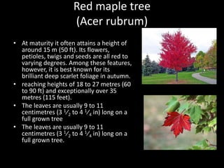 Red maple tree
(Acer rubrum)
• At maturity it often attains a height of
around 15 m (50 ft). Its flowers,
petioles, twigs and seeds are all red to
varying degrees. Among these features,
however, it is best known for its
brilliant deep scarlet foliage in autumn.
• reaching heights of 18 to 27 metres (60
to 90 ft) and exceptionally over 35
metres (115 feet).
• The leaves are usually 9 to 11
centimetres (3 1⁄2 to 4 1⁄4 in) long on a
full grown tree
• The leaves are usually 9 to 11
centimetres (3 1⁄2 to 4 1⁄4 in) long on a
full grown tree.
 