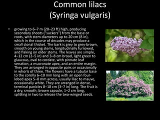 Common lilacs
(Syringa vulgaris)
• growing to 6–7 m (20–23 ft) high, producing
secondary shoots ("suckers") from the base or
roots, with stem diameters up to 20 cm (8 in),
which in the course of decades may produce a
small clonal thicket. The bark is grey to grey-brown,
smooth on young stems, longitudinally furrowed,
and flaking on older stems. The leaves are simple,
4–12 cm (2–5 in) and 3–8 cm broad, light green to
glaucous, oval to cordate, with pinnate leaf
venation, a mucronate apex, and an entire margin.
They are arranged in opposite pairs or occasionally
in whorls of three. The flowers have a tubular base
to the corolla 6–10 mm long with an open four-
lobed apex 5–8 mm across, usually lilac to mauve,
occasionally white. They are arranged in dense,
terminal panicles 8–18 cm (3–7 in) long. The fruit is
a dry, smooth, brown capsule, 1–2 cm long,
splitting in two to release the two-winged seeds.
 