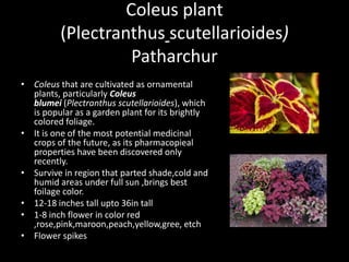 Coleus plant
(Plectranthus scutellarioides)
Patharchur
• Coleus that are cultivated as ornamental
plants, particularly Coleus
blumei (Plectranthus scutellarioides), which
is popular as a garden plant for its brightly
colored foliage.
• It is one of the most potential medicinal
crops of the future, as its pharmacopieal
properties have been discovered only
recently.
• Survive in region that parted shade,cold and
humid areas under full sun ,brings best
foilage color.
• 12-18 inches tall upto 36in tall
• 1-8 inch flower in color red
,rose,pink,maroon,peach,yellow,gree, etch
• Flower spikes
 