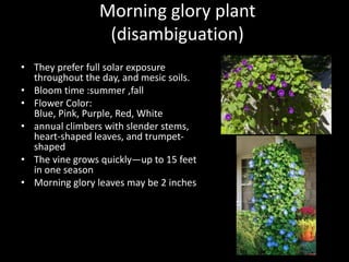 Morning glory plant
(disambiguation)
• They prefer full solar exposure
throughout the day, and mesic soils.
• Bloom time :summer ,fall
• Flower Color:
Blue, Pink, Purple, Red, White
• annual climbers with slender stems,
heart-shaped leaves, and trumpet-
shaped
• The vine grows quickly—up to 15 feet
in one season
• Morning glory leaves may be 2 inches
 