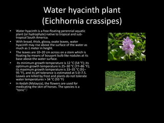 Water hyacinth plant
(Eichhornia crassipes)
• Water hyacinth is a free-floating perennial aquatic
plant (or hydrophyte) native to tropical and sub-
tropical South America.
• With broad, thick, glossy, ovate leaves, water
hyacinth may rise above the surface of the water as
much as 1 meter in height.
• The leaves are 10–20 cm across on a stem which is
floating by means of bouyant bulb like nodules at its
base above the water surface.
• its minimum growth temperature is 12 °C (54 °F); its
optimum growth temperature is 25–30 °C (77–86 °F);
its maximum growth temperature is 33–35 °C (91–
95 °F), and its pH tolerance is estimated at 5.0–7.5.
Leaves are killed by frost and plants do not tolerate
water temperatures > 34 °C (93 °F)
• In Kedah (Malaysia), the flowers are used for
medicating the skin of horses. The species is a
"tonic".[
 
