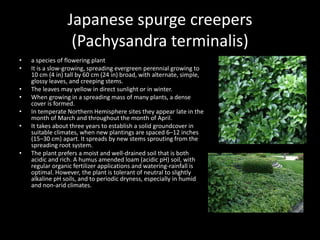 Japanese spurge creepers
(Pachysandra terminalis)
• a species of flowering plant
• It is a slow-growing, spreading evergreen perennial growing to
10 cm (4 in) tall by 60 cm (24 in) broad, with alternate, simple,
glossy leaves, and creeping stems.
• The leaves may yellow in direct sunlight or in winter.
• When growing in a spreading mass of many plants, a dense
cover is formed.
• In temperate Northern Hemisphere sites they appear late in the
month of March and throughout the month of April.
• It takes about three years to establish a solid groundcover in
suitable climates, when new plantings are spaced 6–12 inches
(15–30 cm) apart. It spreads by new stems sprouting from the
spreading root system.
• The plant prefers a moist and well-drained soil that is both
acidic and rich. A humus amended loam (acidic pH) soil, with
regular organic fertilizer applications and watering-rainfall is
optimal. However, the plant is tolerant of neutral to slightly
alkaline pH soils, and to periodic dryness, especially in humid
and non-arid climates.
 