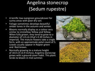 Angelina stonecrop
(Sedum rupestre)
• A terrific low evergreen groundcover for
sunny areas with poor dry soil.
• Foliage sometimes develops beautiful
amber tones in the autumn and winter.
• Blooms normally display as a colour very
similar to Unmellow Yellow and Yellow.
When fully grown, they tend to grow to a
diameter of 1.0 cm (that's 0.39 inches in
imperial). The mature flowers take a single
form, with an approximate petal count of 5.
Leaves usually appear in Napier green
and Red-brown.
• Normally growing to a mature height
of 10.0 cm (3.9 inches), Angelina stonecrop
grows with a ground-cover habit. This plant
tends to bloom in mid summer.
 