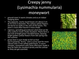 Creepy jenny
(Lysimachia nummularia)
moneywort
• ground cover in warm climates and as an indoor
hanging plant.
• The opposite, nearly round leaves are about 2 cm
(0.75 inch) in diameter. The solitary yellow flowers
are borne on stalks in the axils of the leaves. The
plant is most often found in moist shade.
• vigorous, spreading groundcover plant that can be
very useful in moist, shady situations. Plants form a
low mat of bright green rounded leaves, bearing
bright golden-yellow flowers from late spring into
the summer.
• grows best in part shade to full sun but
you're growing "Aurea," pick a sunny spot for more
vibrant color in the yellow-gold leaves. In warm
climates, somewhere with some afternoon shade is
best for both the standard variety and the cultivar
or they can get scorched.
 