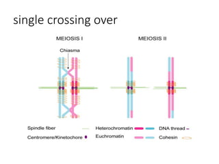 Meiosis, Crossing Over | PPTX