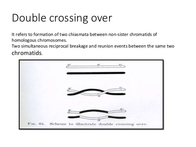 Meiosis Crossing Over