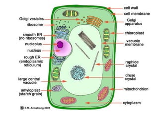 Aciculate Plant cytology and physiology | PPTX