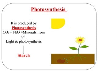 It is produced by
Photosynthesis
CO2 + H2O +Minerals from
soil
Light & photosynthesis
Starch
Photosynthesis
 
