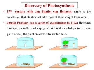 Discovery of Photosynthesis
• 17th century with Jan Baptist van Helmont: came to the
conclusion that plants must take most of their weight from water.
• Joseph Priestley ran a series of experiments in 1772: He tested
a mouse, a candle, and a sprig of mint under sealed jar (no air can
go in or out) the plant “revives” the air for both.
 