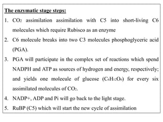The enzymatic stage steps:
1. CO2 assimilation assimilation with C5 into short-living C6
molecules which require Rubisco as an enzyme
2. C6 molecule breaks into two C3 molecules phosphoglyceric acid
(PGA).
3. PGA will participate in the complex set of reactions which spend
NADPH and ATP as sources of hydrogen and energy, respectively;
and yields one molecule of glucose (C6H12O6) for every six
assimilated molecules of CO2.
4. NADP+, ADP and Pi will go back to the light stage.
5. RuBP (C5) which will start the new cycle of assimilation
 