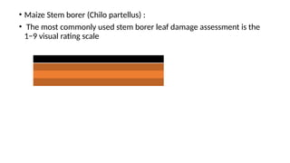 PLANT DANAGE ASSESSMENT BASED ON SCREENING AND DAMAGE RATING.pptx