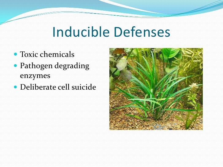 Plant defenses Plant defenses