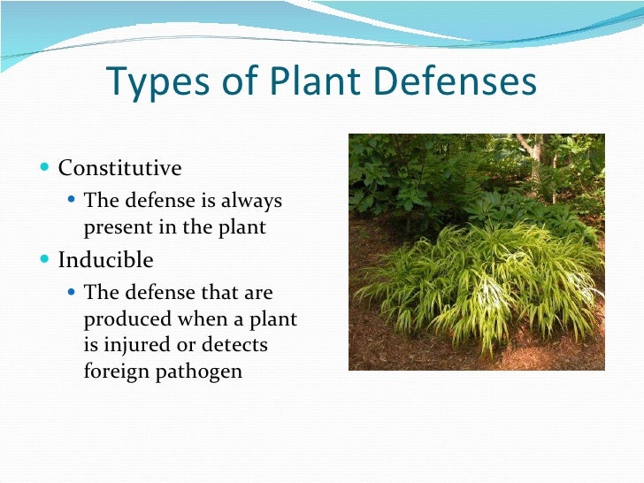Plant defenses