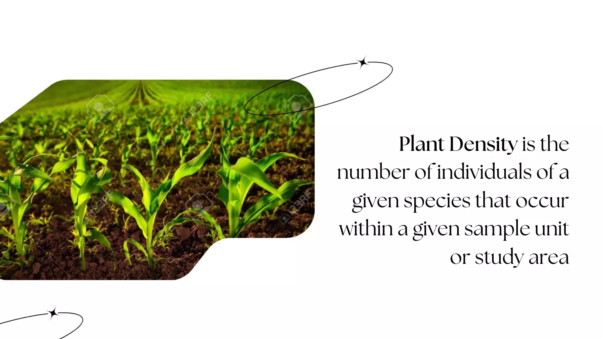 Plant density and Crop Geometry.pptx