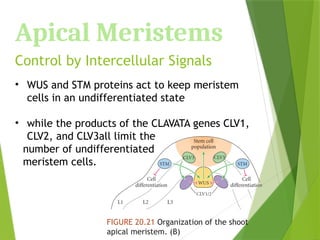Apical Meristems
Control by Intercellular Signals
• WUS and STM proteins act to keep meristem
cells in an undifferentiated state
• while the products of the CLAVATA genes CLV1,
CLV2, and CLV3all limit the
number of undifferentiated
meristem cells.
FIGURE 20.21 Organization of the shoot
apical meristem. (B)
 