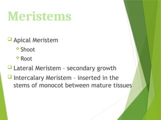 Meristems
 Apical Meristem
 Shoot
 Root
 Lateral Meristem – secondary growth
 Intercalary Meristem – inserted in the
stems of monocot between mature tissues
 