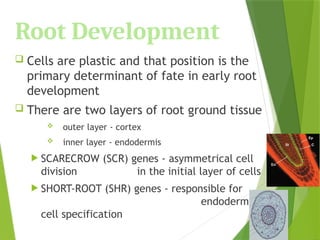 Root Development
 Cells are plastic and that position is the
primary determinant of fate in early root
development
 There are two layers of root ground tissue
 outer layer - cortex
 inner layer - endodermis
 SCARECROW (SCR) genes - asymmetrical cell
division in the initial layer of cells
 SHORT-ROOT (SHR) genes - responsible for
endodermal
cell specification
 