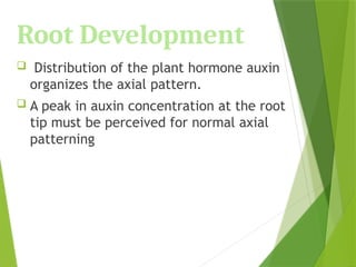 Root Development
 Distribution of the plant hormone auxin
organizes the axial pattern.
 A peak in auxin concentration at the root
tip must be perceived for normal axial
patterning
 