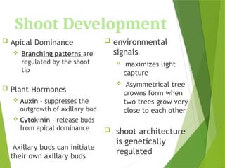 Shoot Development
 Apical Dominance
 Branching patterns are
regulated by the shoot
tip
 Plant Hormones
 Auxin - suppresses the
outgrowth of axillary bud
 Cytokinin - release buds
from apical dominance
 Axillary buds can initiate
their own axillary buds
 environmental
signals
 maximizes light
capture
 Asymmetrical tree
crowns form when
two trees grow very
close to each other
 shoot architecture
is genetically
regulated
 