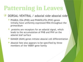 Patterning in Leaves
 DORSAL-VENTRAL / adaxial side-abaxial side
 PHABUL OSA (PHB) and PHAVOLUTA (PHV) genes
initially have uniformly expressed RNA throughout the
primordium
 proteins are receptors for an adaxial signal, which
leads to the accumulation of PHB and PHV on the
adaxial leaf surface
 KANADI (KAN) genes initiate abaxial cell differentiation
 Abaxial fate also appears to be specified by three
members of the YABBY gene family
 