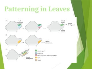 Patterning in Leaves
 