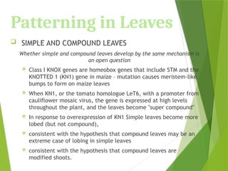 Patterning in Leaves
 SIMPLE AND COMPOUND LEAVES
Whether simple and compound leaves develop by the same mechanism is
an open question
 Class I KNOX genes are homeobox genes that include STM and the
KNOTTED 1 (KN1) gene in maize – mutation causes meristem-like
bumps to form on maize leaves
 When KN1, or the tomato homologue LeT6, with a promoter from
cauliflower mosaic virus, the gene is expressed at high levels
throughout the plant, and the leaves become "super compound"
 In response to overexpression of KN1 Simple leaves become more
lobed (but not compound),
 consistent with the hypothesis that compound leaves may be an
extreme case of lobing in simple leaves
 consistent with the hypothesis that compound leaves are
modified shoots.
 