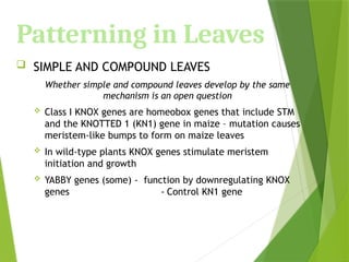 Patterning in Leaves
 SIMPLE AND COMPOUND LEAVES
Whether simple and compound leaves develop by the same
mechanism is an open question
 Class I KNOX genes are homeobox genes that include STM
and the KNOTTED 1 (KN1) gene in maize – mutation causes
meristem-like bumps to form on maize leaves
 In wild-type plants KNOX genes stimulate meristem
initiation and growth
 YABBY genes (some) - function by downregulating KNOX
genes - Control KN1 gene
 