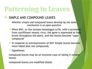 Patterning in Leaves
 SIMPLE AND COMPOUND LEAVES
Whether simple and compound leaves develop by the same
mechanism is an open question
 When KN1, or the tomato homologue LeT6, with a promoter
from cauliflower mosaic virus, the gene is expressed at high
levels throughout the plant, and the leaves become "super
compound"
 In response to overexpression of KN1 Simple leaves become
more lobed (but not compound),
 hypotheses
compound leaves may be an extreme case of lobing in simple
leaves
compound leaves are modified shoots
 