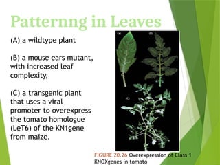 Patternng in Leaves
(A) a wildtype plant
(B) a mouse ears mutant,
with increased leaf
complexity,
(C) a transgenic plant
that uses a viral
promoter to overexpress
the tomato homologue
(LeT6) of the KN1gene
from maize.
FIGURE 20.26 Overexpression of Class 1
KNOXgenes in tomato
 