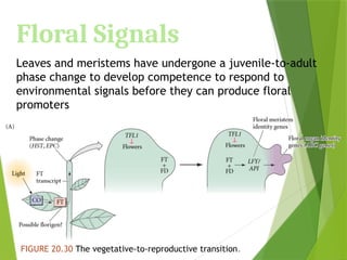 Floral Signals
Leaves and meristems have undergone a juvenile-to-adult
phase change to develop competence to respond to
environmental signals before they can produce floral
promoters
FIGURE 20.30 The vegetative-to-reproductive transition.
 